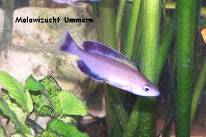 Cyprichromis leptosoma "Chaitika"