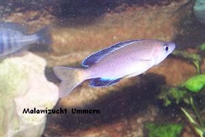 Cyprichromis leptosoma "Chaitika"