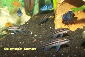 Julidochromis dickfeldi