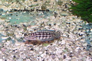 Julidochromis marlieri "Magara"