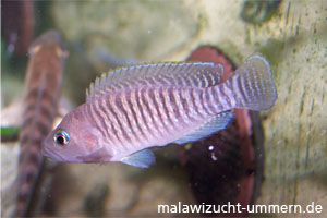 Neolamprologus multifasciatus