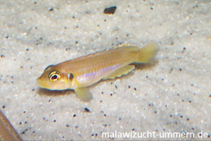 Neolamprologus ocellatus "Gold"