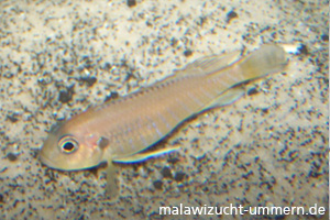 Triglachromis otostigma