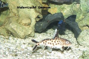 Synodontis multipunctatus