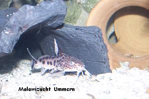 Synodontis multipunctatus