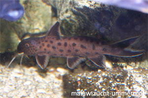 Synodontis petricola