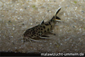 Synodontis petricola "Dwarf Zaire"