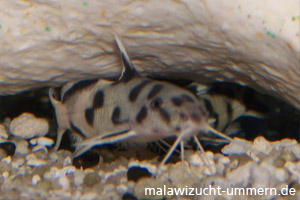 Synodontis polli "White"