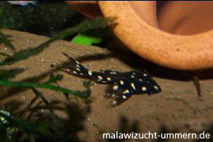 Elfenwels (Acanthicus adonis)