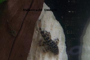 L114 Demini-Leopardkaktuswels (Pseudacanthicus sp.)