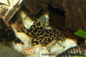 L114 Demini-Leopardkaktuswels (Pseudacanthicus sp.)