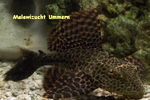 L165 - Wabenschilderwels (Glyptoperichthys gibbiceps)