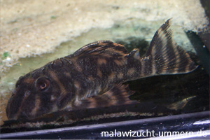 L80 (Peckoltia sp.)