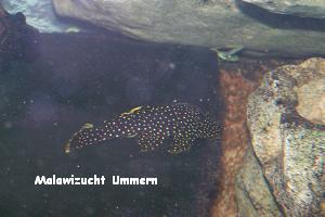 L81 - Gelbsaum-Prachtharnischwels (Baryancistrus sp.)