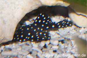 LDA33 - Snowball (Baryancistrus sp.)