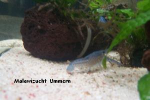 Cherax destruktor - Blauer Lobster