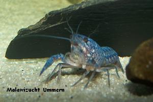 Cherax destruktor - Blauer Lobster