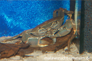 Potamonautes orbitospinus - Malawisee-Krabbe