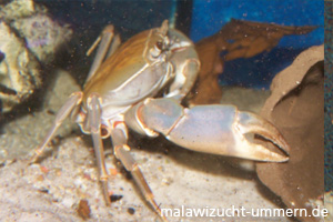 Potamonautes orbitospinus - Malawisee-Krabbe