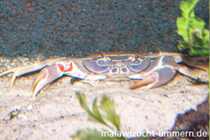 Potamonautes orbitospinus - Malawisee-Krabbe